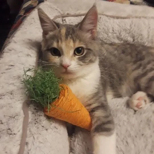 Archived ABI Resources Facebook image associated with ABI friend and family member Dave would like you to meet their cat named BOO who came to the ANDERSON family 2 years…
