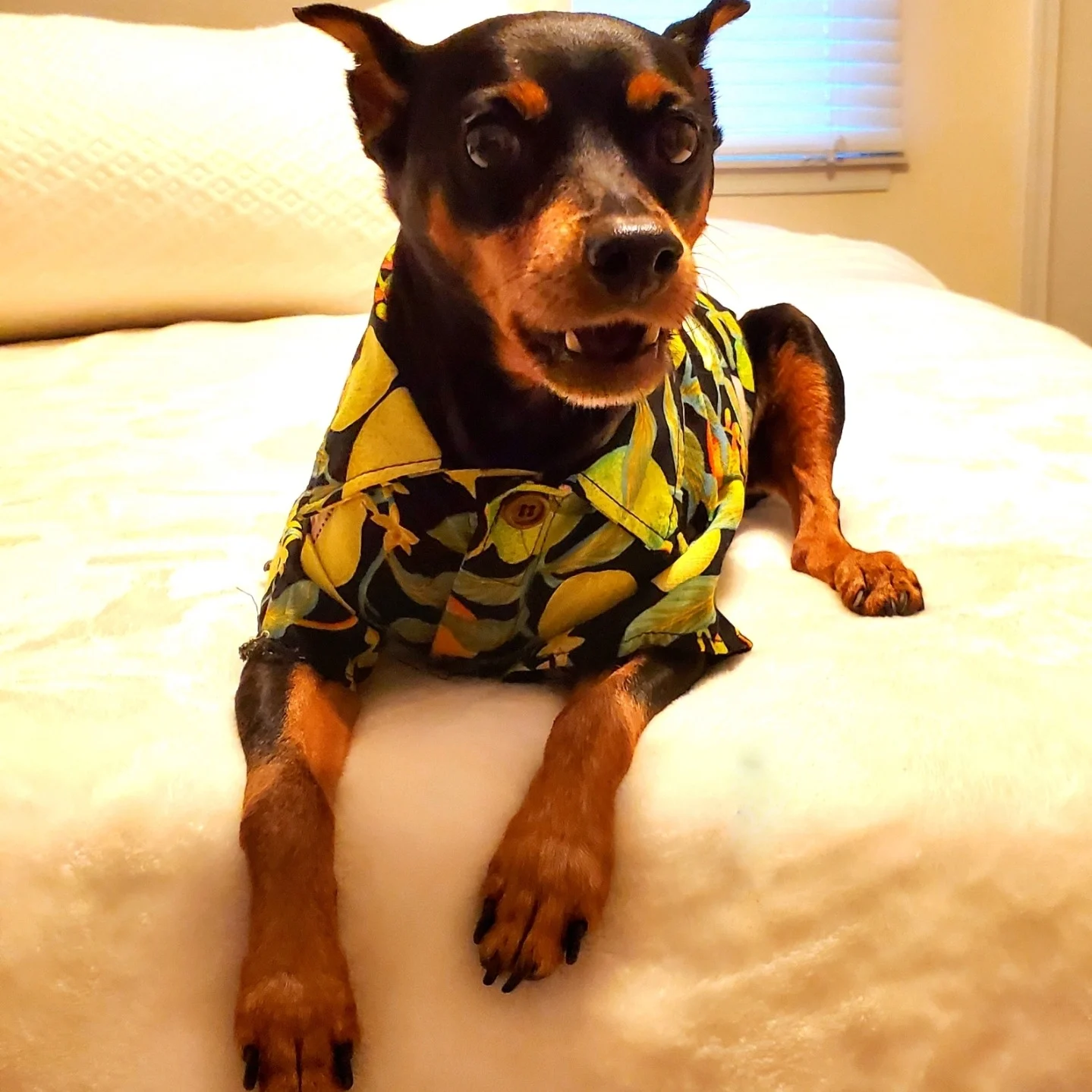 Archived ABI Resources Facebook image associated with ABI friend and family member David would like you to meet Emerson age 13. Emerson has always been a kind and loving s…