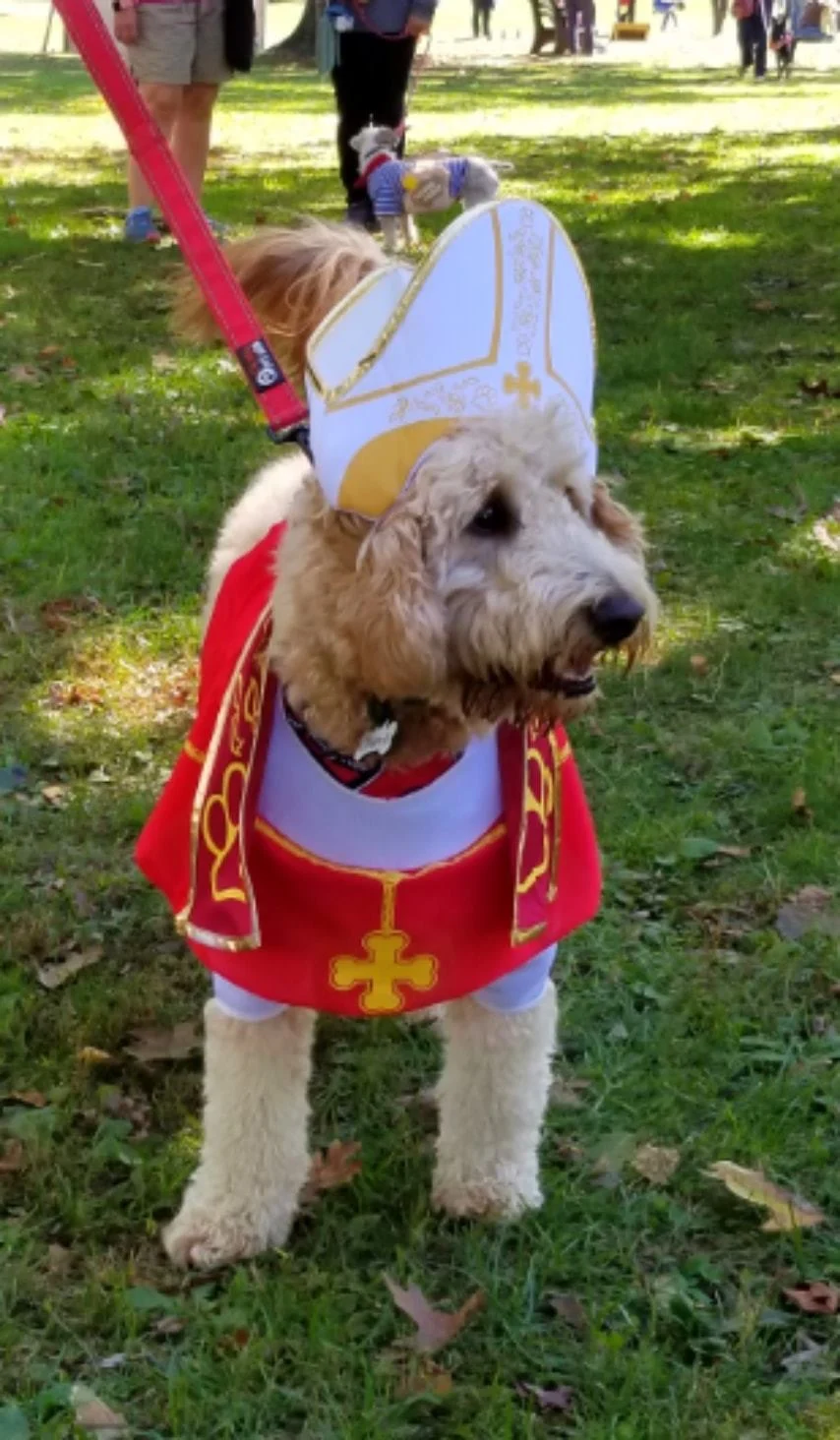 Archived ABI Resources Facebook image associated with Great Team outing today! Colchester Pumpkins and Pooches!ðð©ðð¶ð