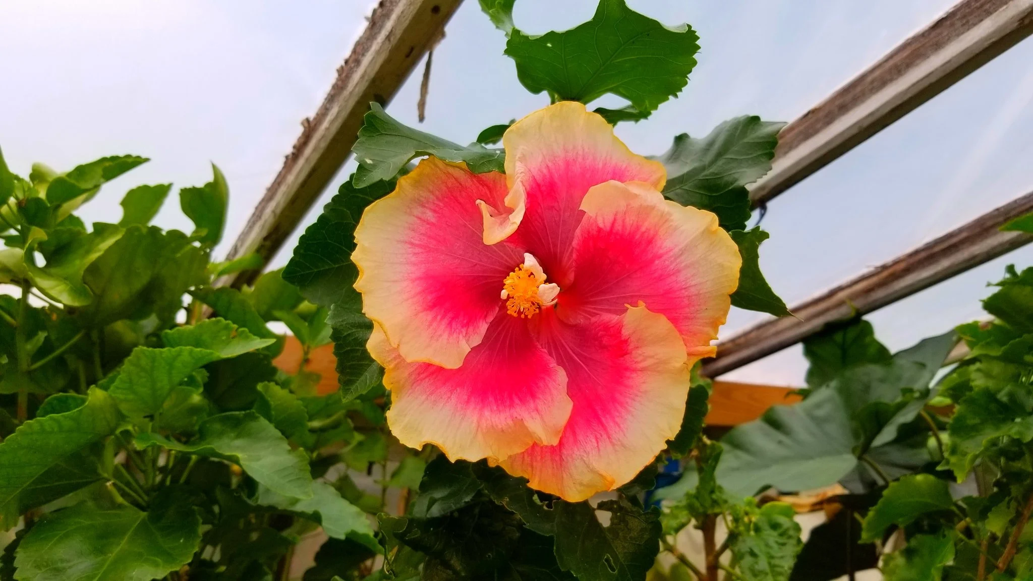 Archived ABI Resources Facebook image associated with AMAZING! Team trip to Logee's Tropical Plants in Danielson Connecticut. Brain Injury Community life and recovery. "On…