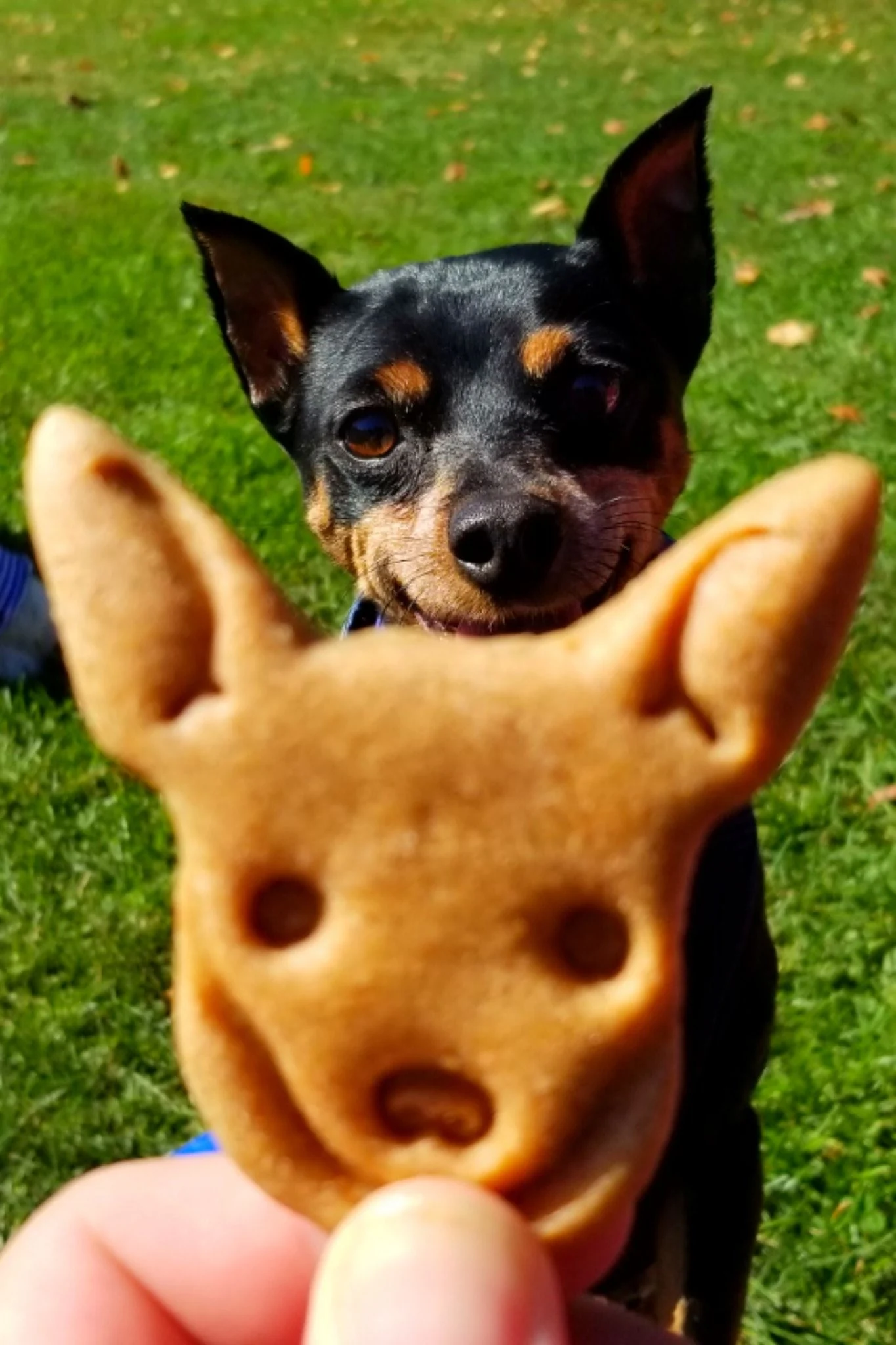 Archived ABI Resources Facebook image associated with Great Team outing today! Colchester Pumpkins and Pooches!ðð©ðð¶ð