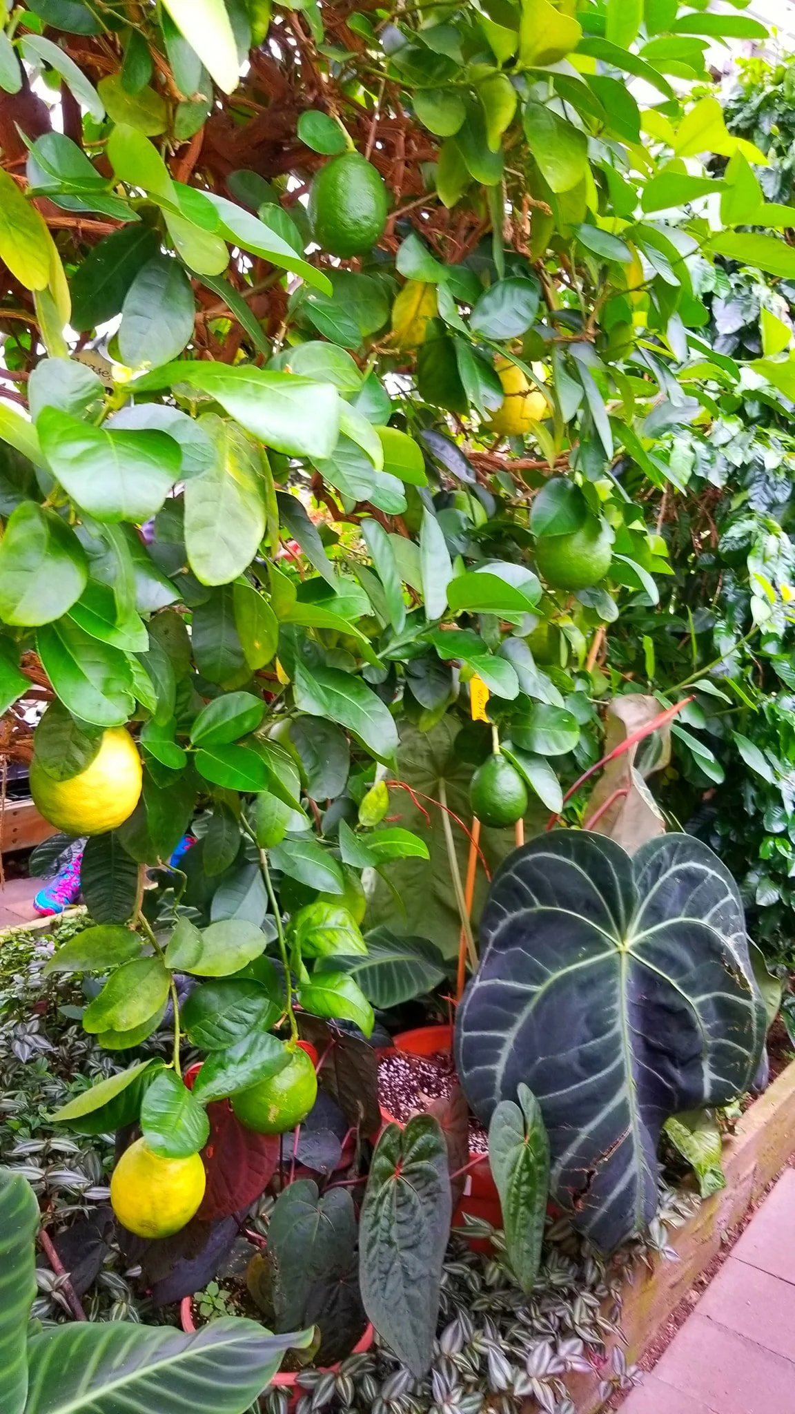 Archived ABI Resources Facebook image associated with AMAZING! Team trip to Logee's Tropical Plants in Danielson Connecticut. Brain Injury Community life and recovery. "On…