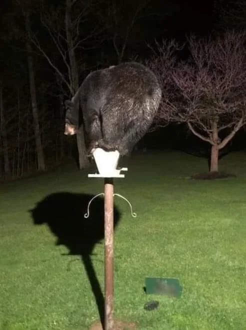 Archived ABI Resources Facebook image associated with What type of bird is this? ðð¦ðð¦ð¦ð§ð»