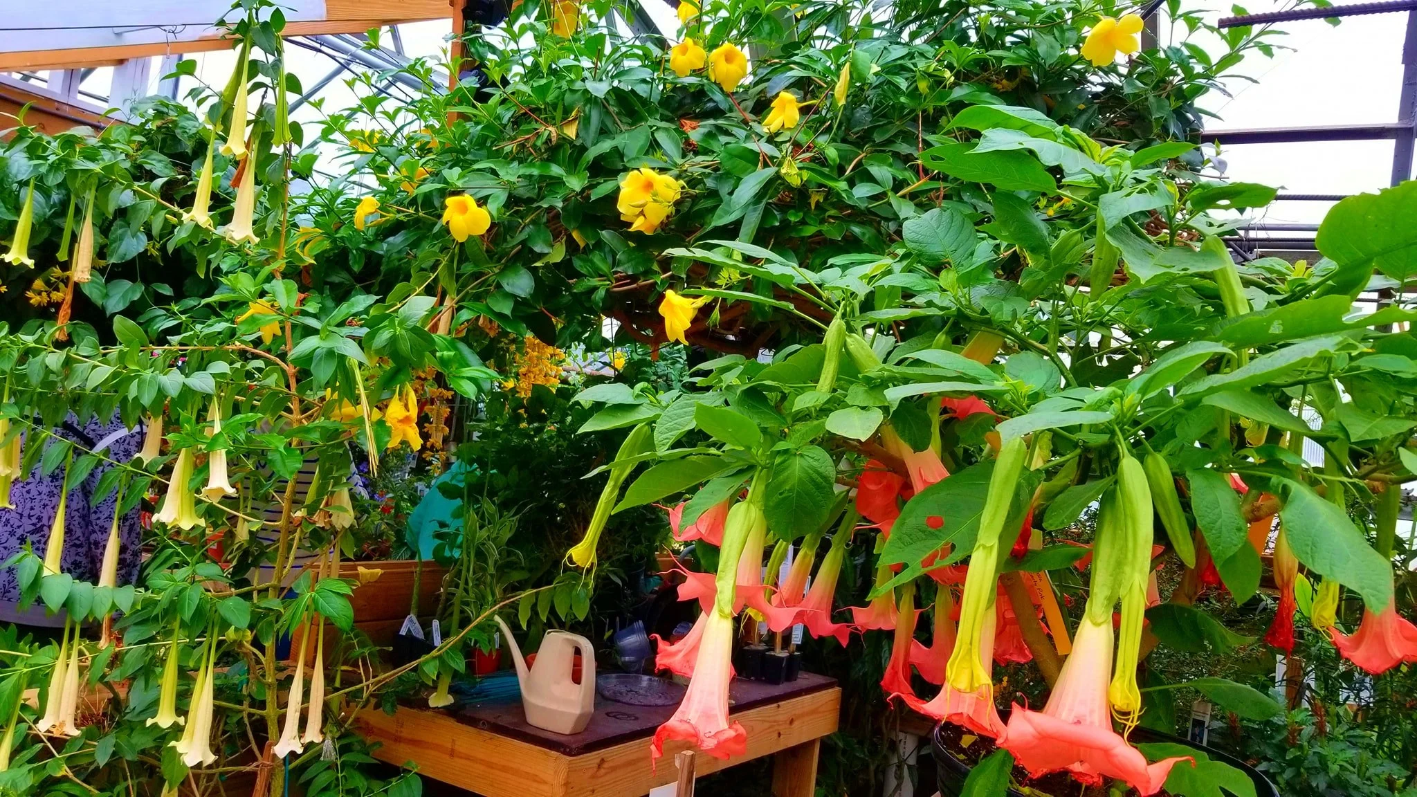 Archived ABI Resources Facebook image associated with AMAZING! Team trip to Logee's Tropical Plants in Danielson Connecticut. Brain Injury Community life and recovery. "On…