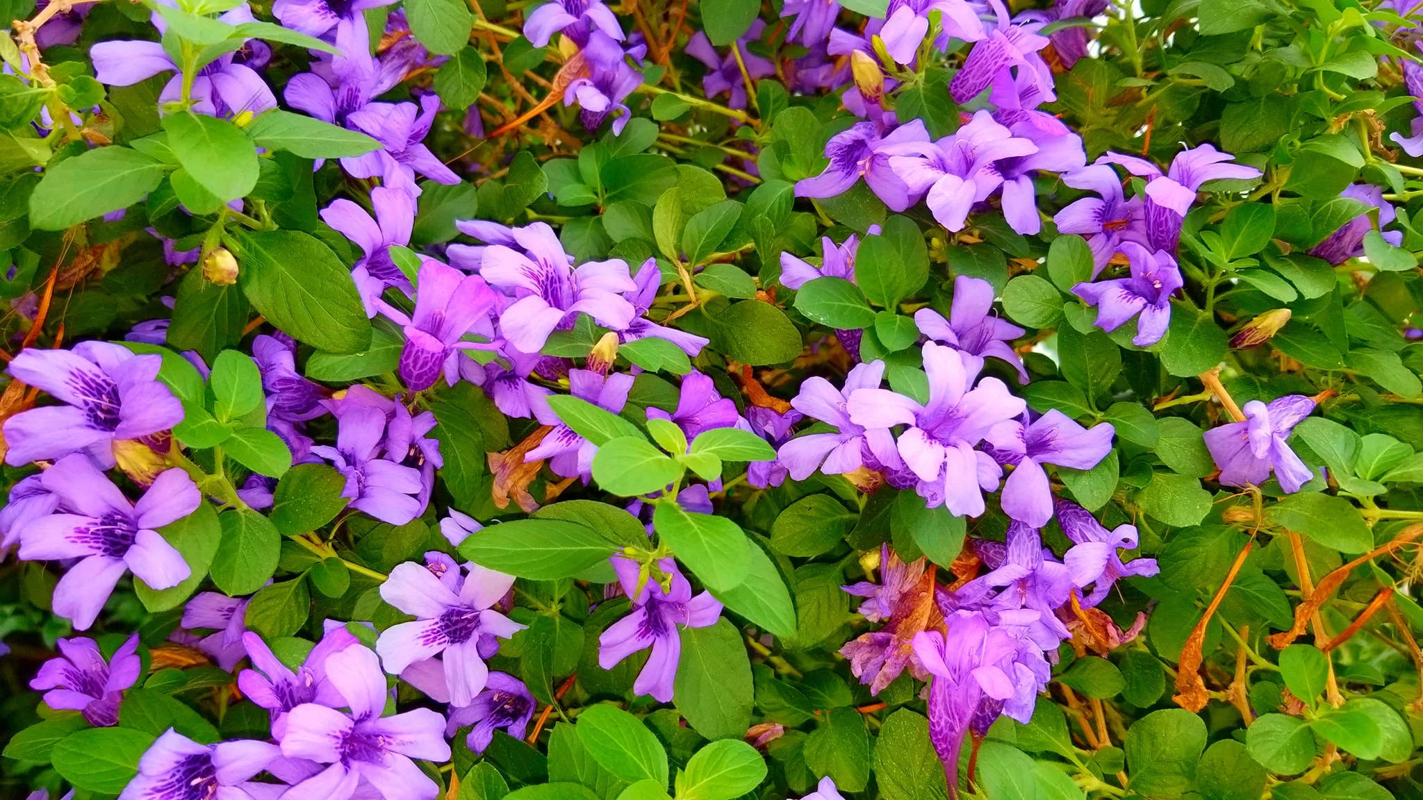 Archived ABI Resources Facebook image associated with AMAZING! Team trip to Logee's Tropical Plants in Danielson Connecticut. Brain Injury Community life and recovery. "On…