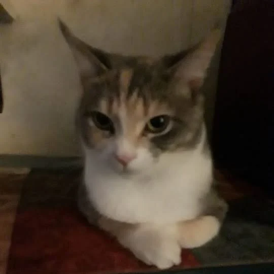 Archived ABI Resources Facebook image associated with ABI friend and family member Dave would like you to meet their cat named BOO who came to the ANDERSON family 2 years…