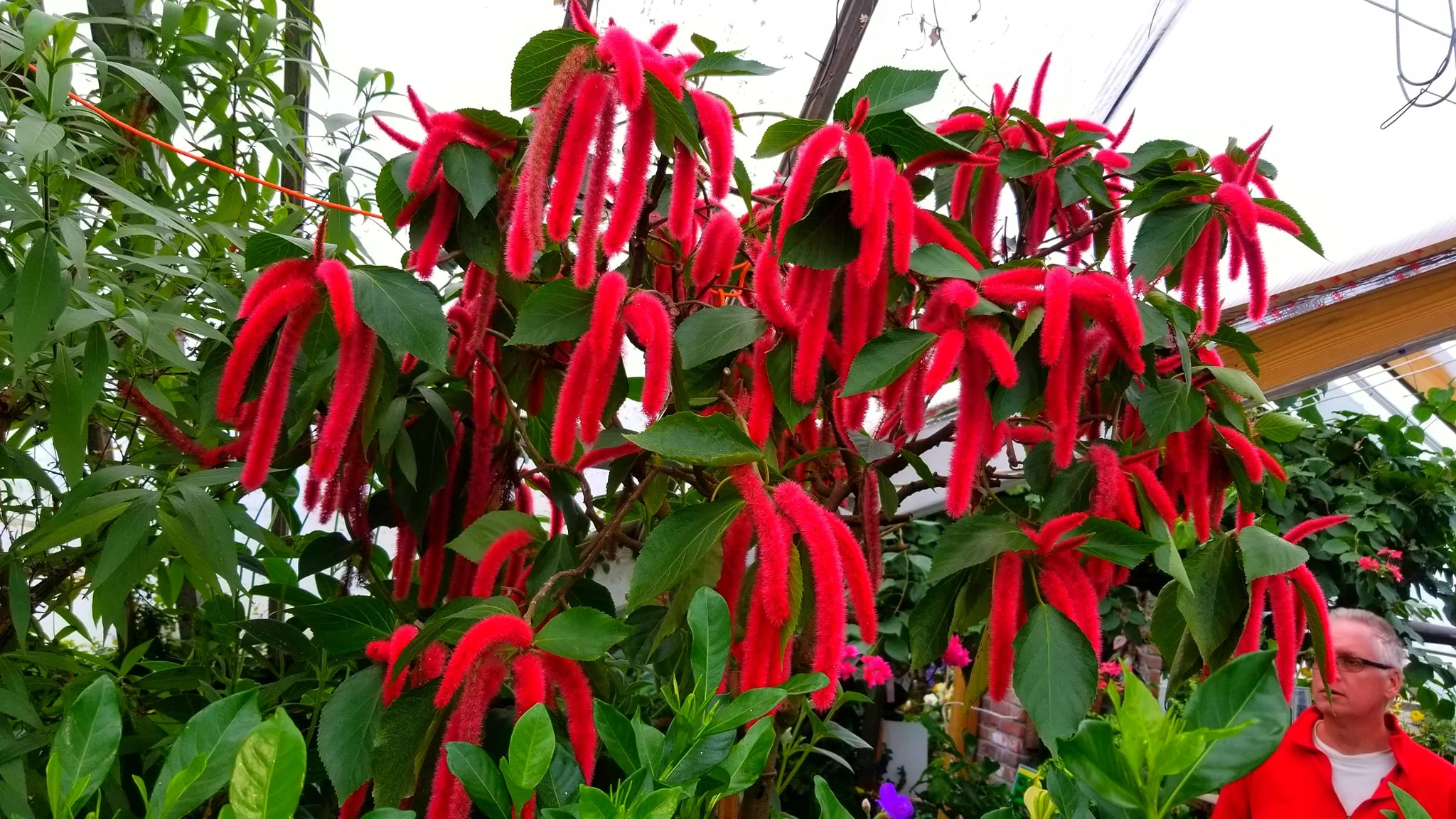 Archived ABI Resources Facebook image associated with AMAZING! Team trip to Logee's Tropical Plants in Danielson Connecticut. Brain Injury Community life and recovery. "On…