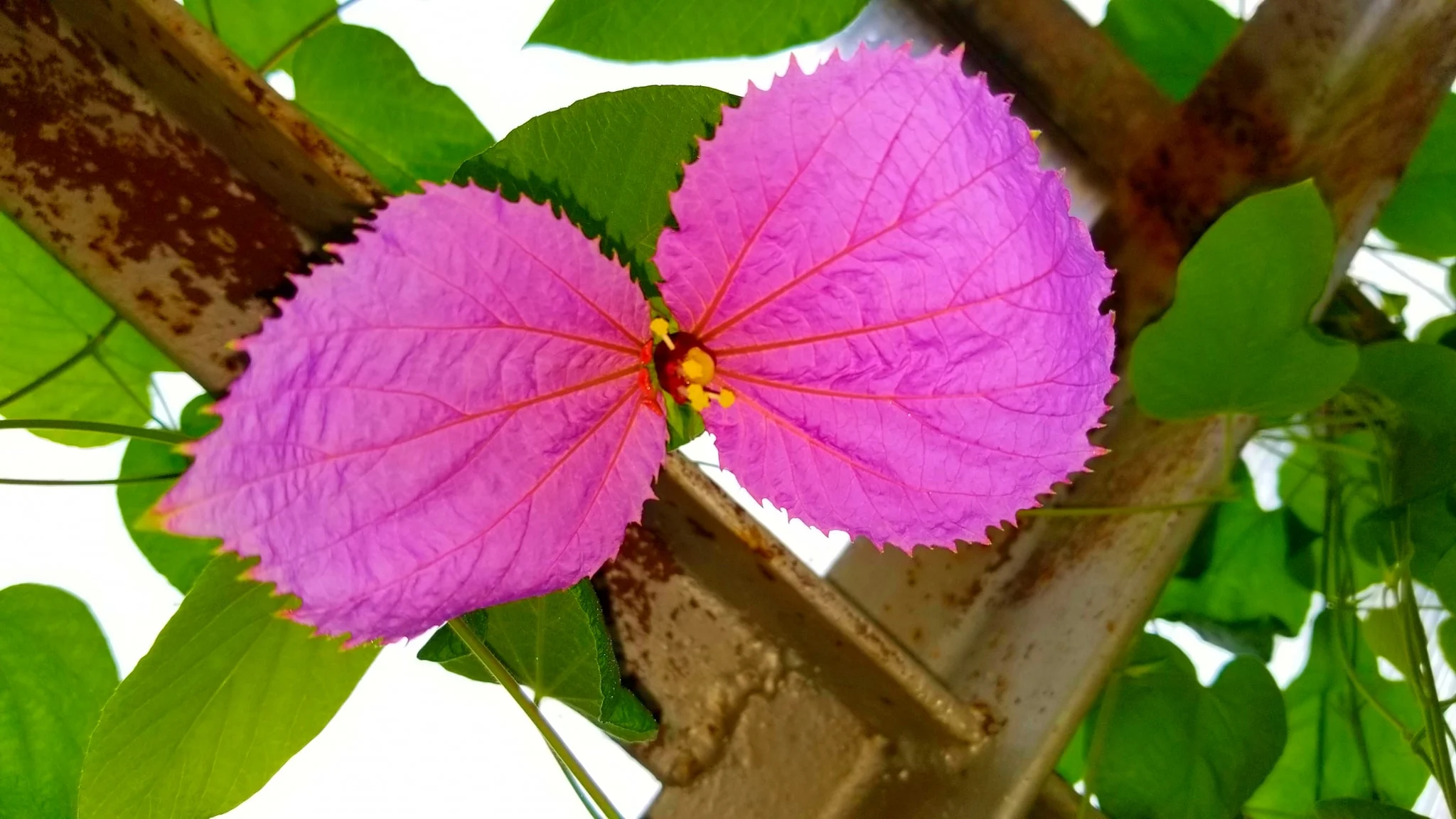 Archived ABI Resources Facebook image associated with AMAZING! Team trip to Logee's Tropical Plants in Danielson Connecticut. Brain Injury Community life and recovery. "On…