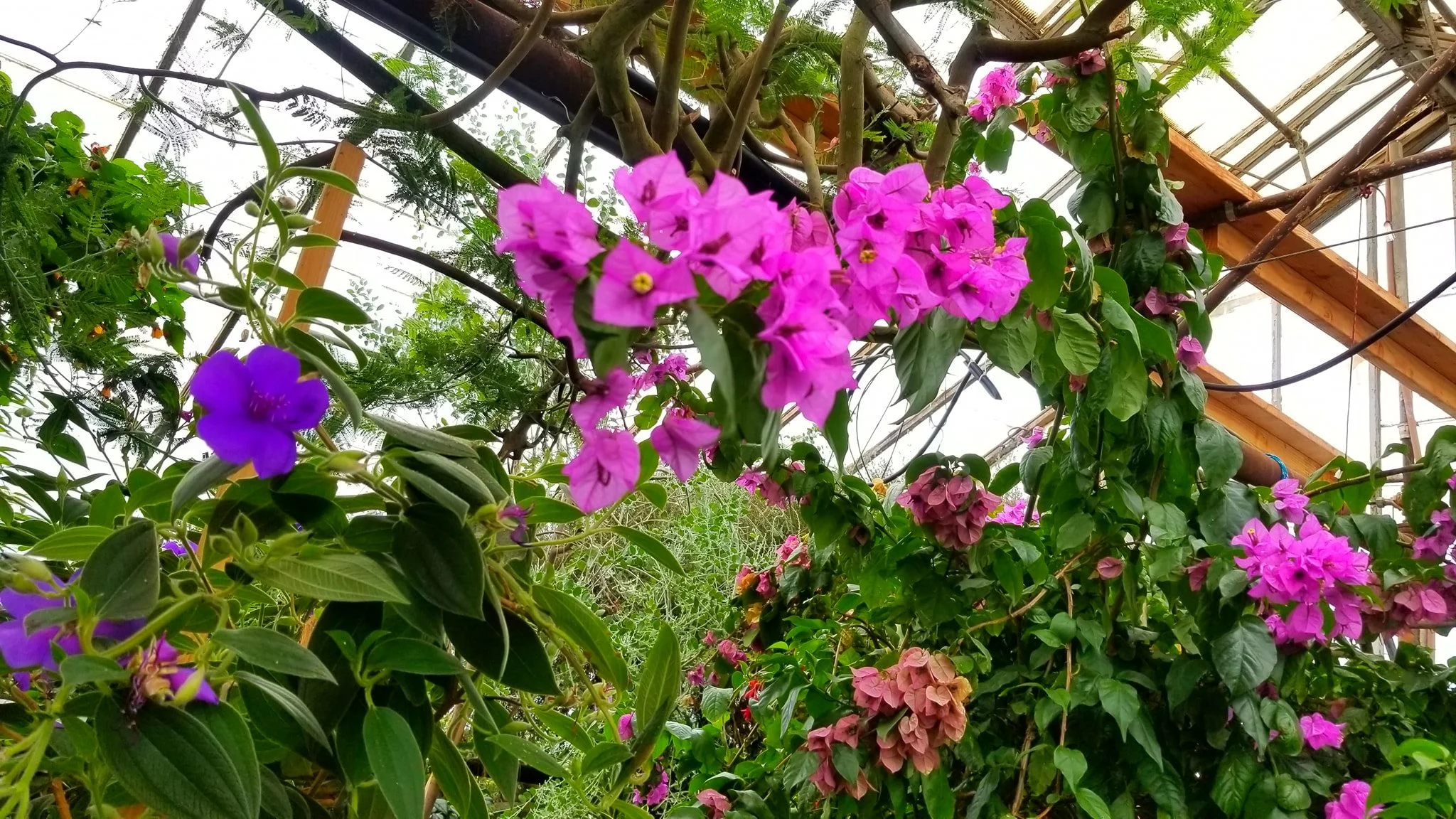 Archived ABI Resources Facebook image associated with AMAZING! Team trip to Logee's Tropical Plants in Danielson Connecticut. Brain Injury Community life and recovery. "On…