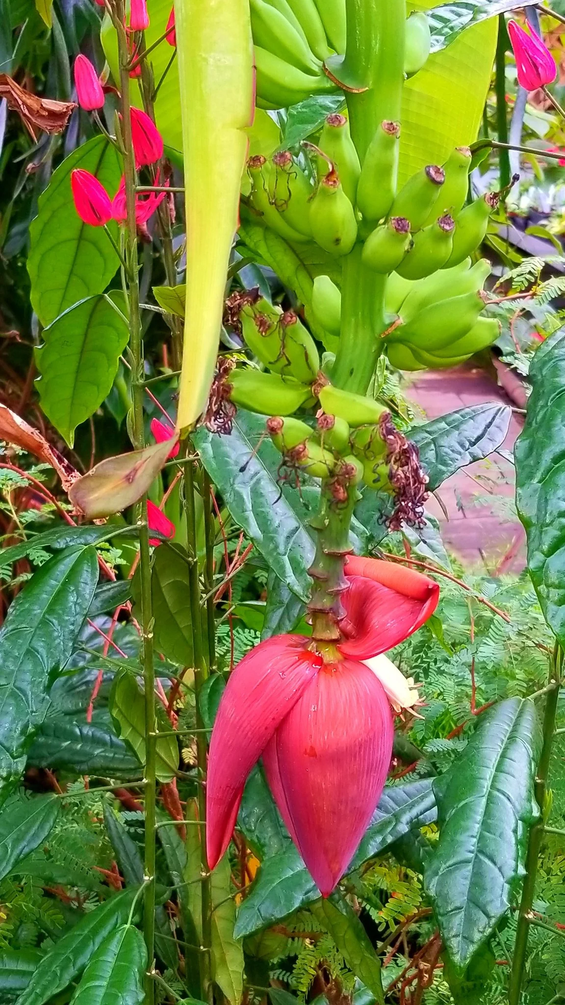 Archived ABI Resources Facebook image associated with AMAZING! Team trip to Logee's Tropical Plants in Danielson Connecticut. Brain Injury Community life and recovery. "On…